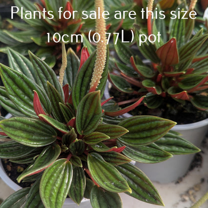 Peperomia Rosso