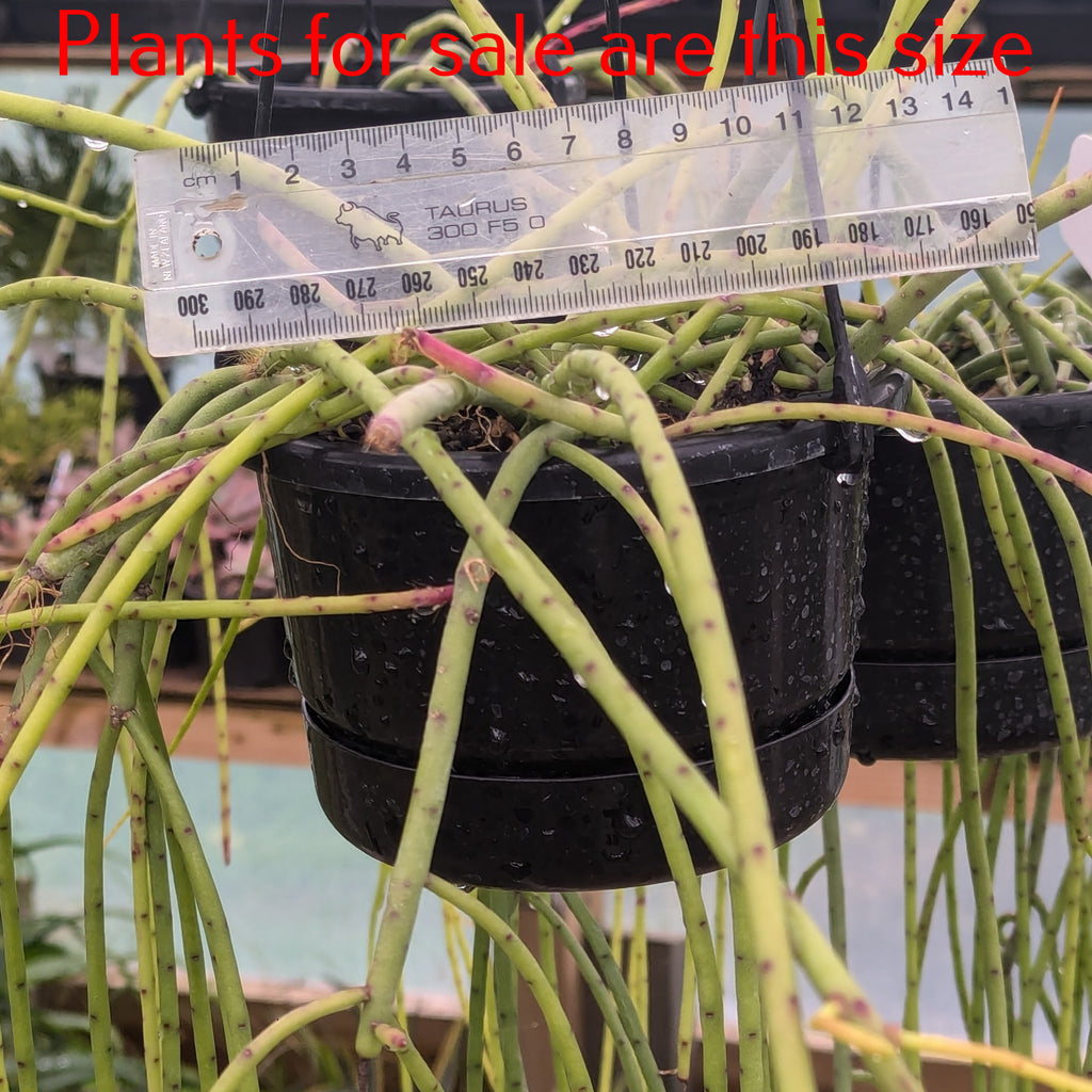 Rhipsalis Baccifera | Spaghetti Cactus