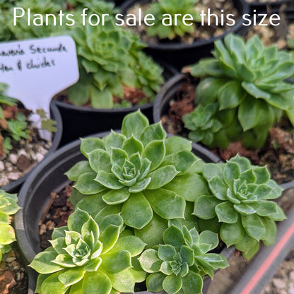 Echeveria Secunda | Hen and Chicks