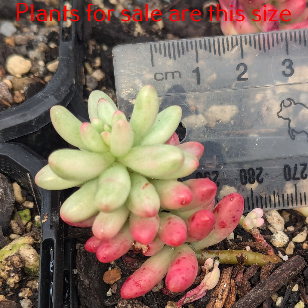 Sedum Rubrotinctum Aurora | Pink Jelly Bean