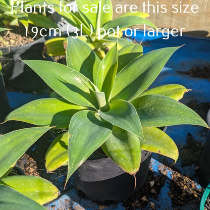 Agave Attenuata | Fox Tail Agave
