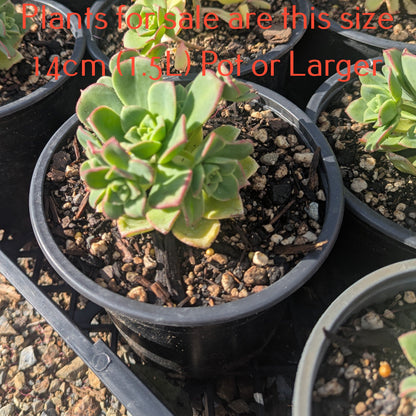 Aeonium Decorum var Guarimarense | Giant Houseleek