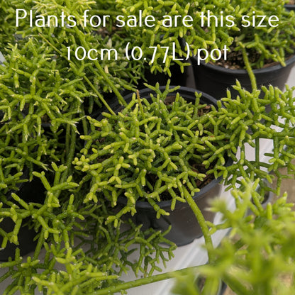 Rhipsalis Cereuscula | Coral Cactus