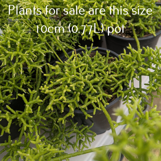 Rhipsalis Cereuscula | Coral Cactus