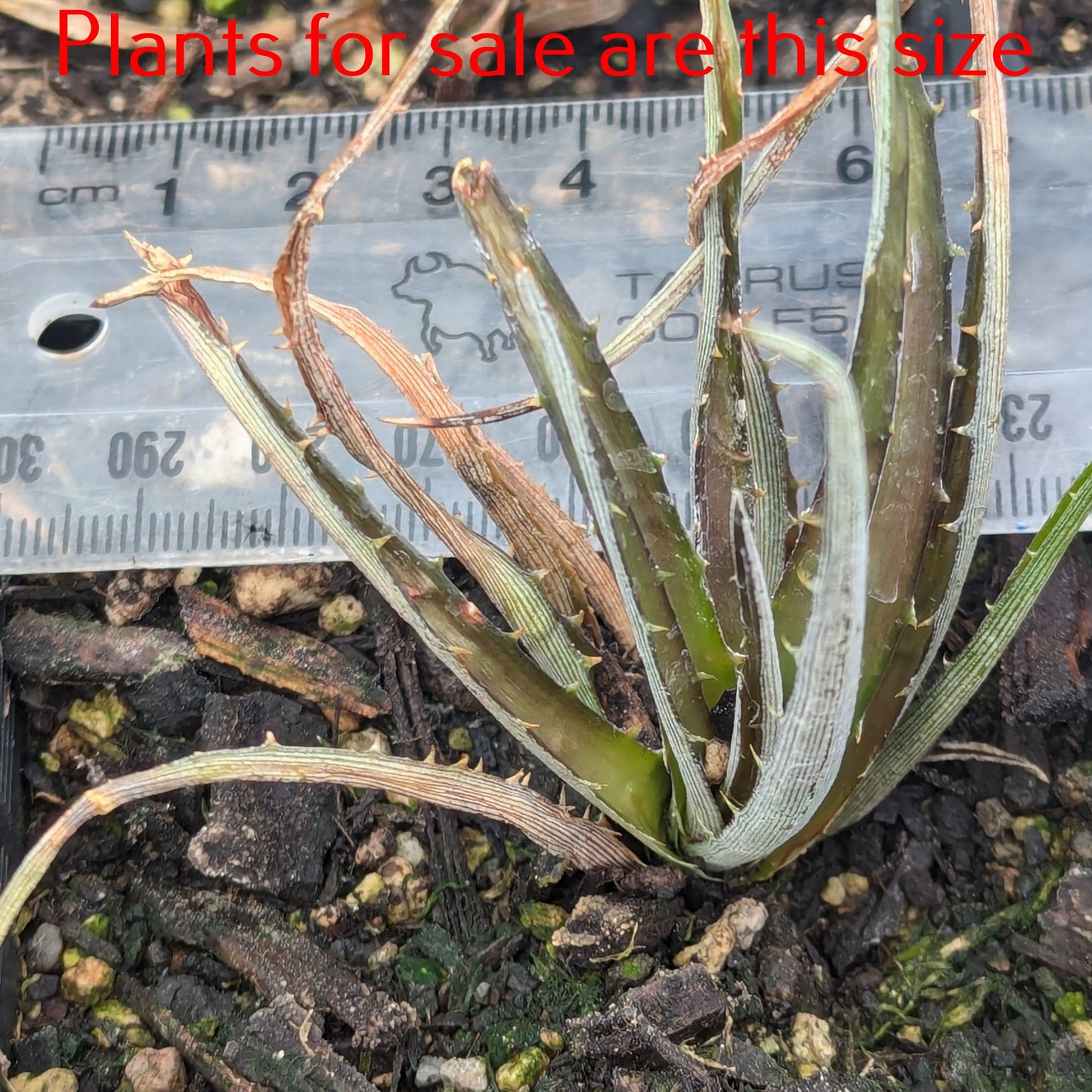 Dyckia Burgundy Ice