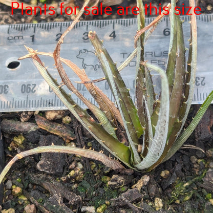 Dyckia Burgundy Ice