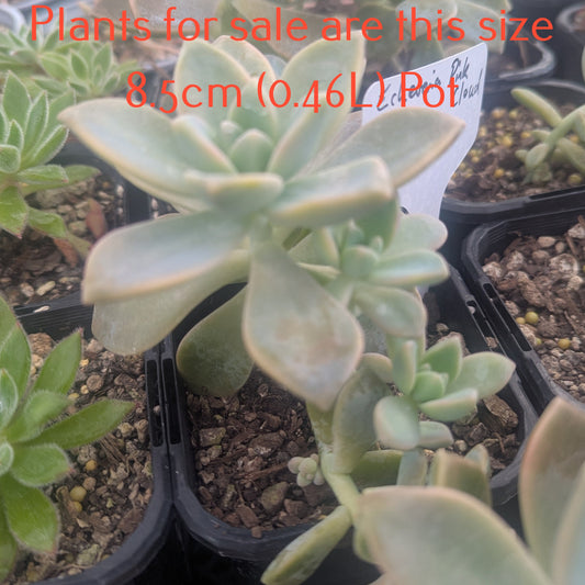 Echeveria Pink Cloud