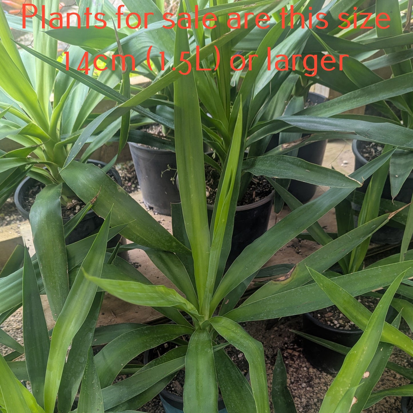 Yucca Elephantipes | Spineless Yucca