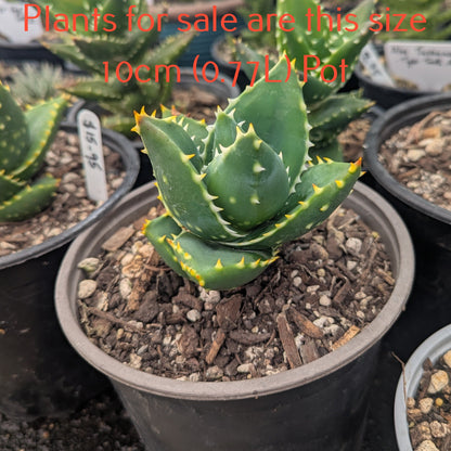 Aloe Distans | Golden Tooth Aloe