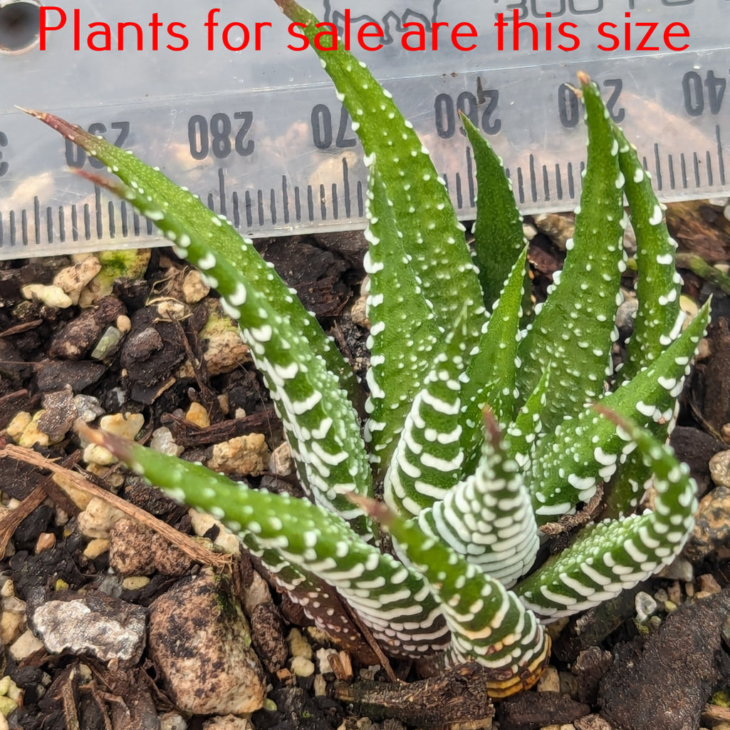 Haworthiopsis Fasciata | Zebra Plant