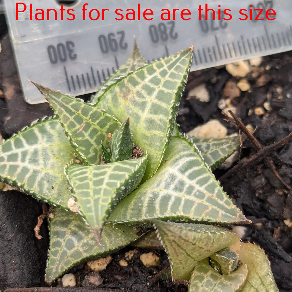 Haworthia Tessellata