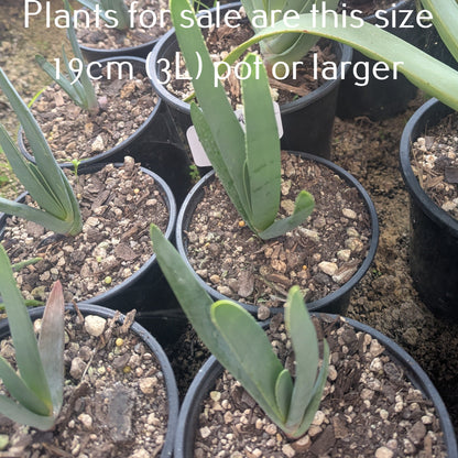 Aloe Plicatilis | Fan Aloe