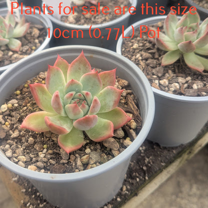 Echeveria Colorata