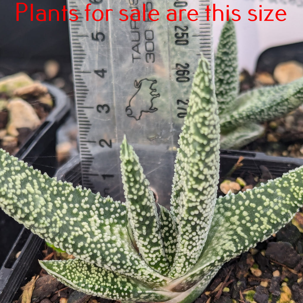 Gasteria Carinata Var. Verrucosa | Ox Tongue Plant