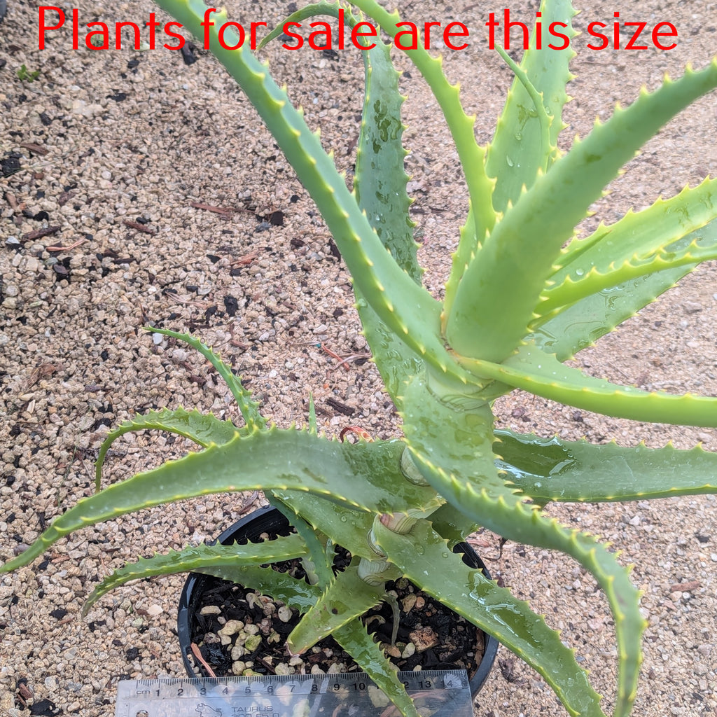 Aloe Arborescens | Torch Aloe