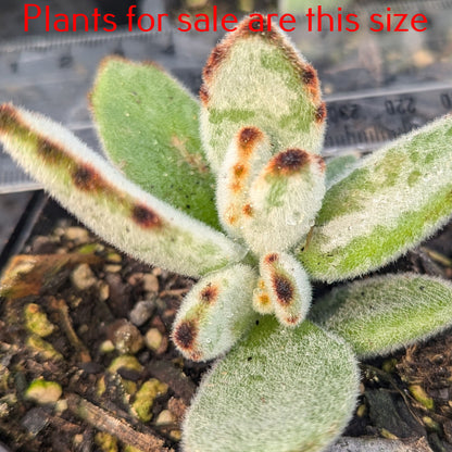 Kalanchoe Tomentosa | Panda Plant