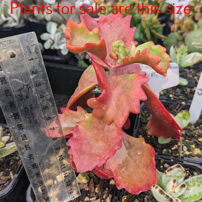 Kalanchoe Sexangularis | Red Leaved Kalanchoe