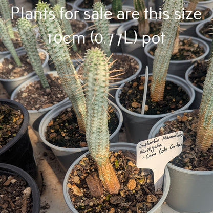 Euphorbia Mammillaris Variegata Corn Cob Cactus | White Rocket