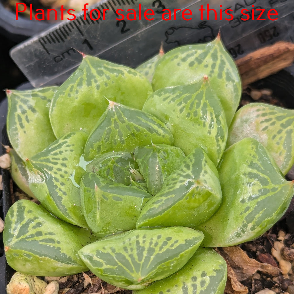 Haworthia Transiens