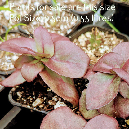Sedum Midnight Coral