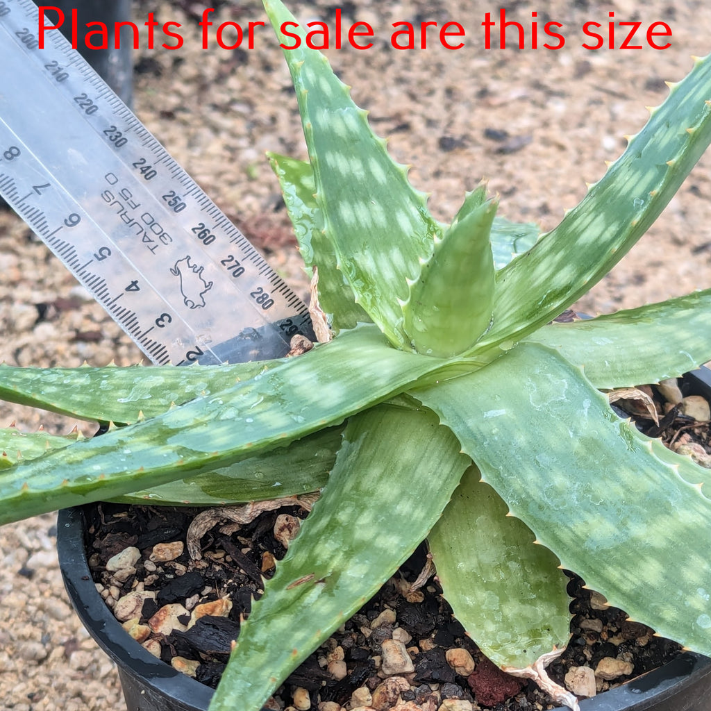 Aloe Maculata | Soap Aloe