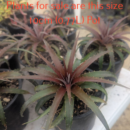 Dyckia Burgundy Ice