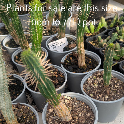 Euphorbia mammillaris - Indian Corn Cob