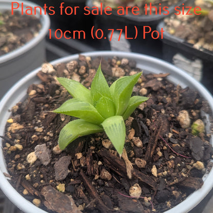 Haworthia Retusa | Star Cactus