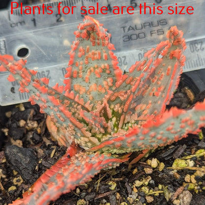 Aloe Piranha