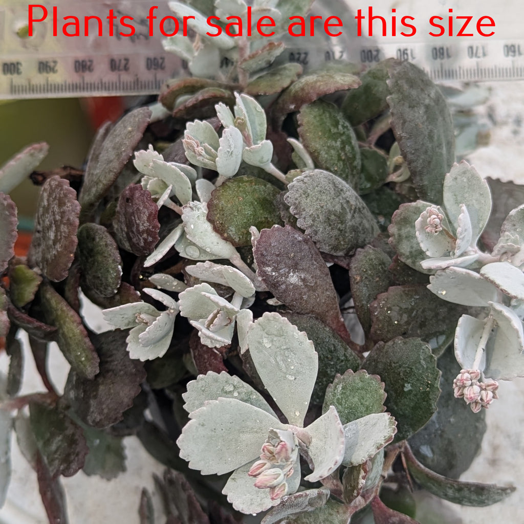 Kalanchoe Pumila | Flower Dust Plant