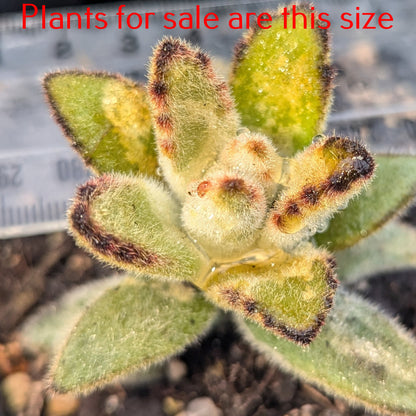 Kalanchoe Tomentosa Cinnamon  | Monkey King