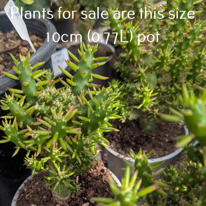 Opuntia Subulata | Eve's Pin