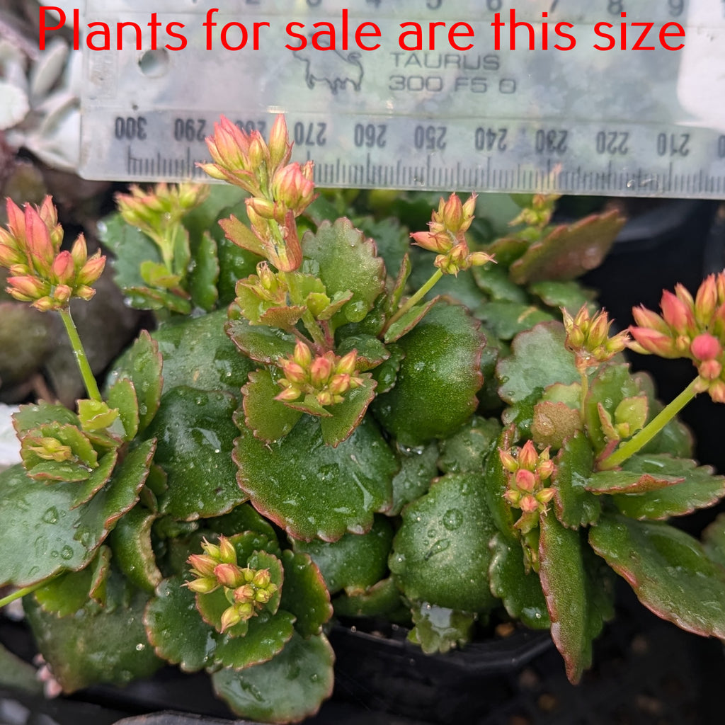 Kalanchoe Candy Cane