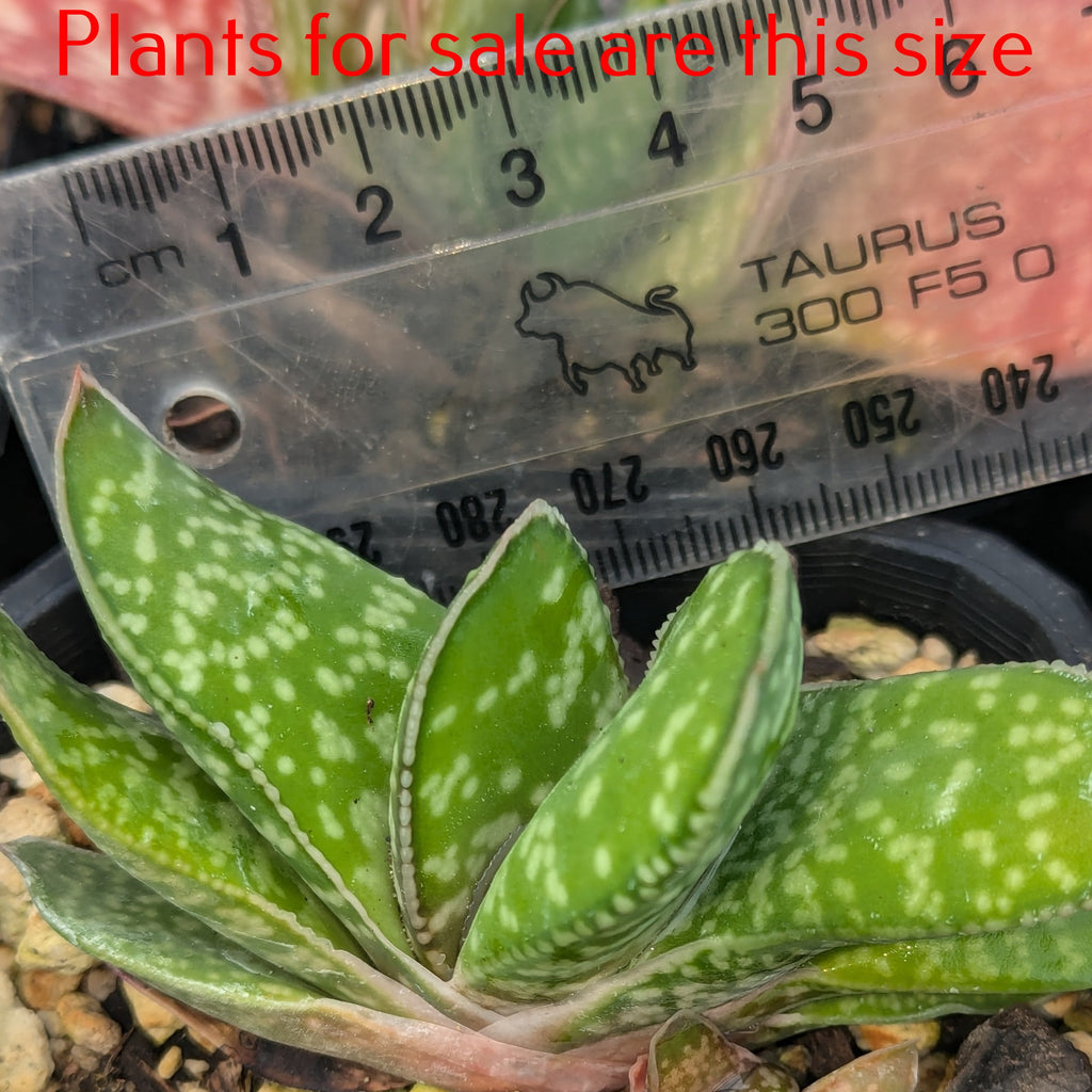 Gasteria Pillansii | Mother-in-Laws Tongue