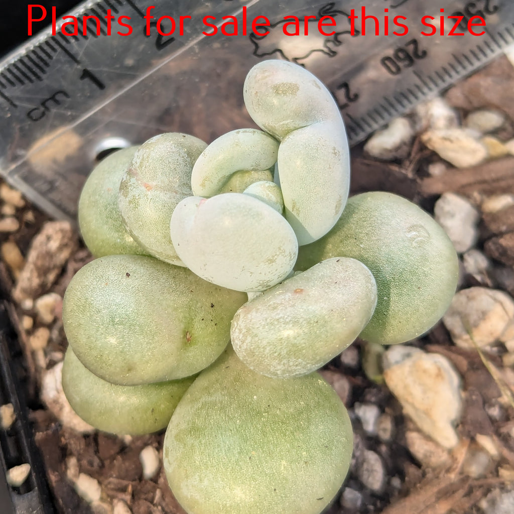 Pachyphytum Glutinicaule | Sticky Moonstones