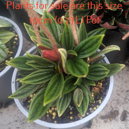 Peperomia Rosso