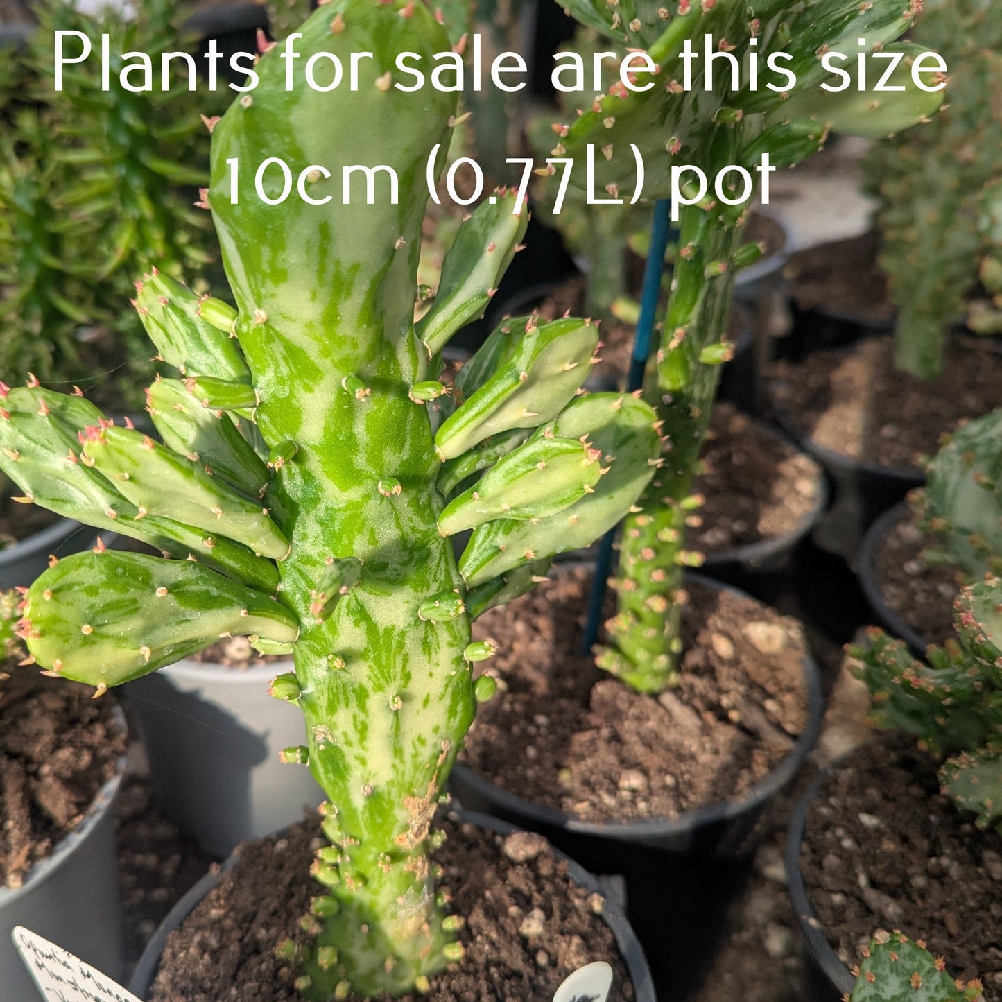 Opuntia Monacantha f. Monstruosa Variegata | Variegated Joseph's Coat