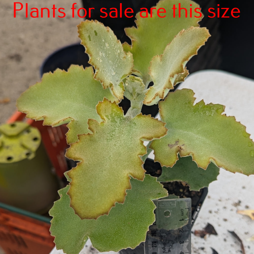 Kalanchoe Beharensis | Felt Bush