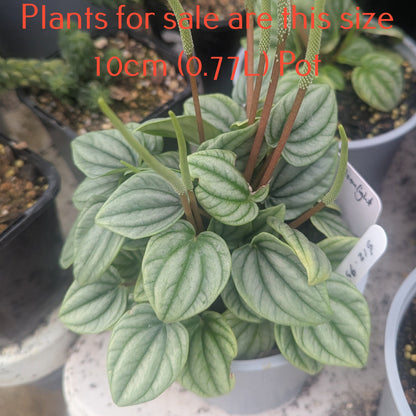 Peperomia Caperata | Moonlight