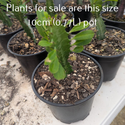 Euphorbia Trigona Green