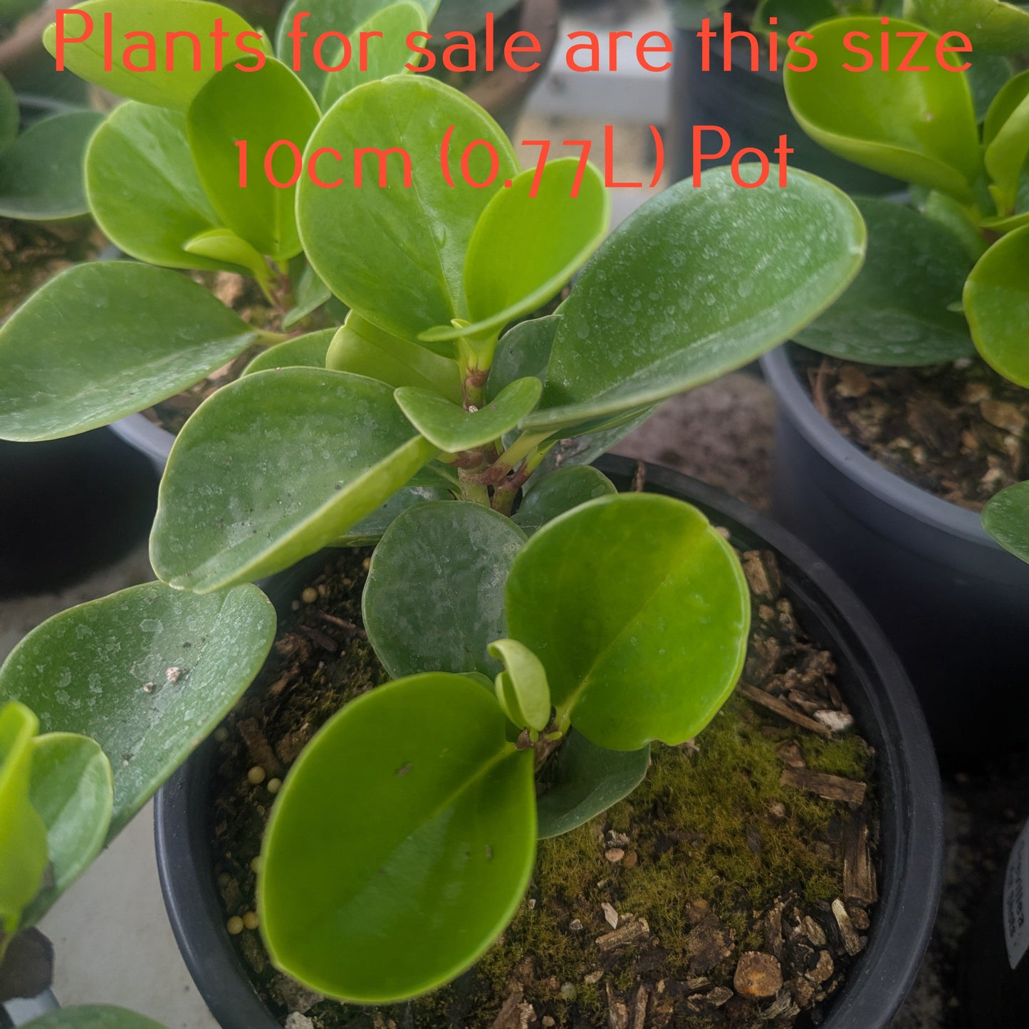 Peperomia Obtusifolia | Baby Rubber Plant