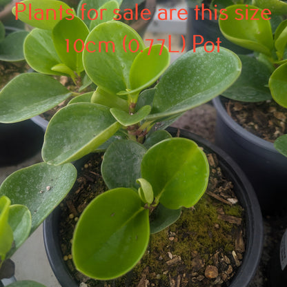 Peperomia Obtusifolia | Baby Rubber Plant