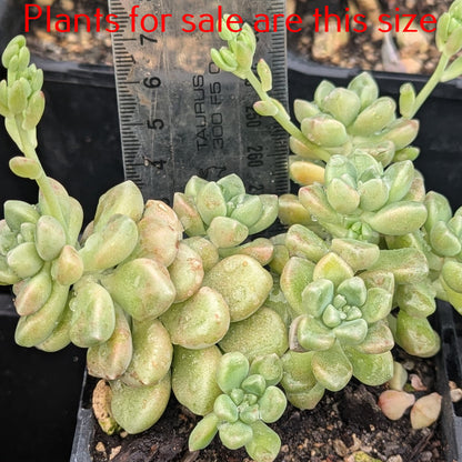 Graptopetalum Mendozae