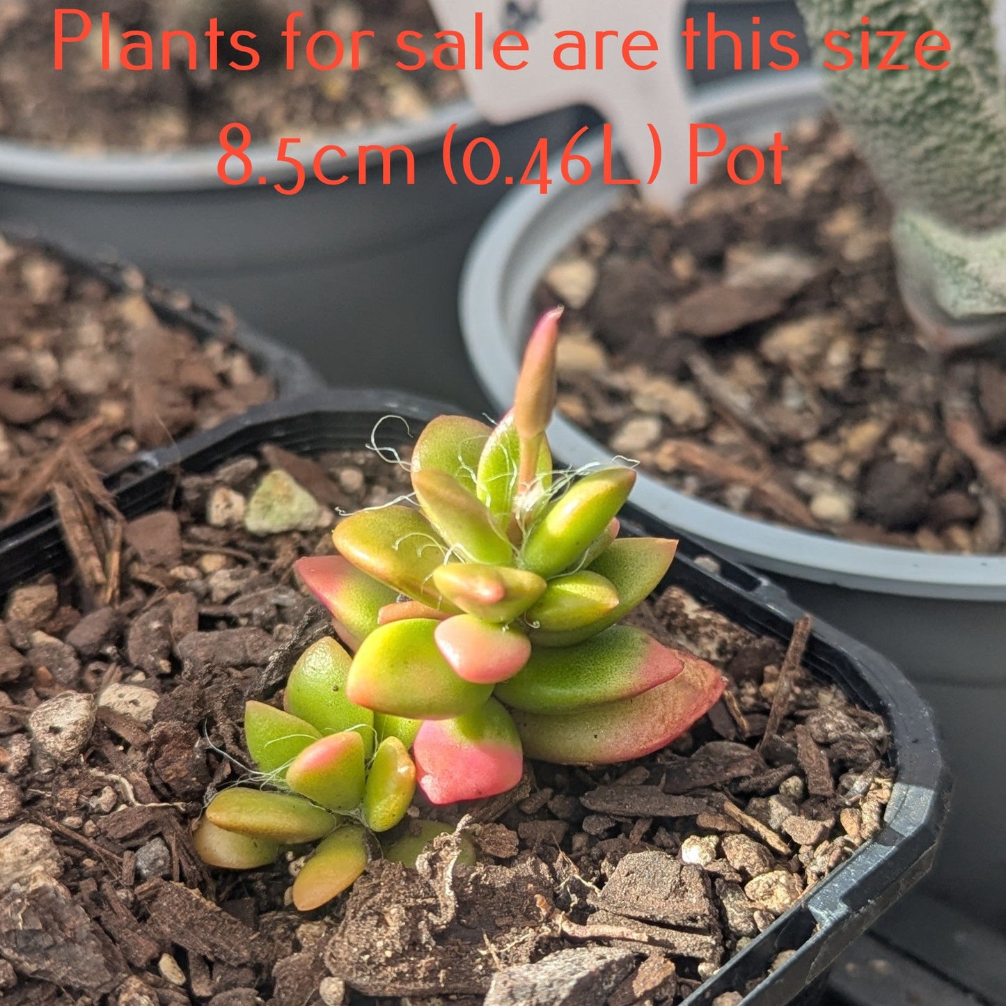 Anacampseros Telephiastrum f variegatum | Sunrise