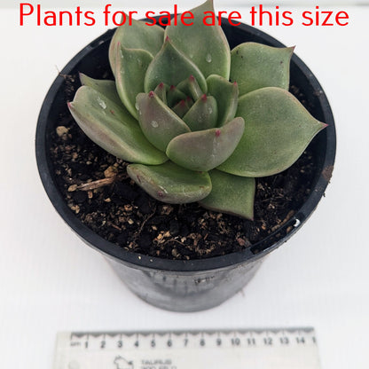 Echeveria Agavoides Ebony