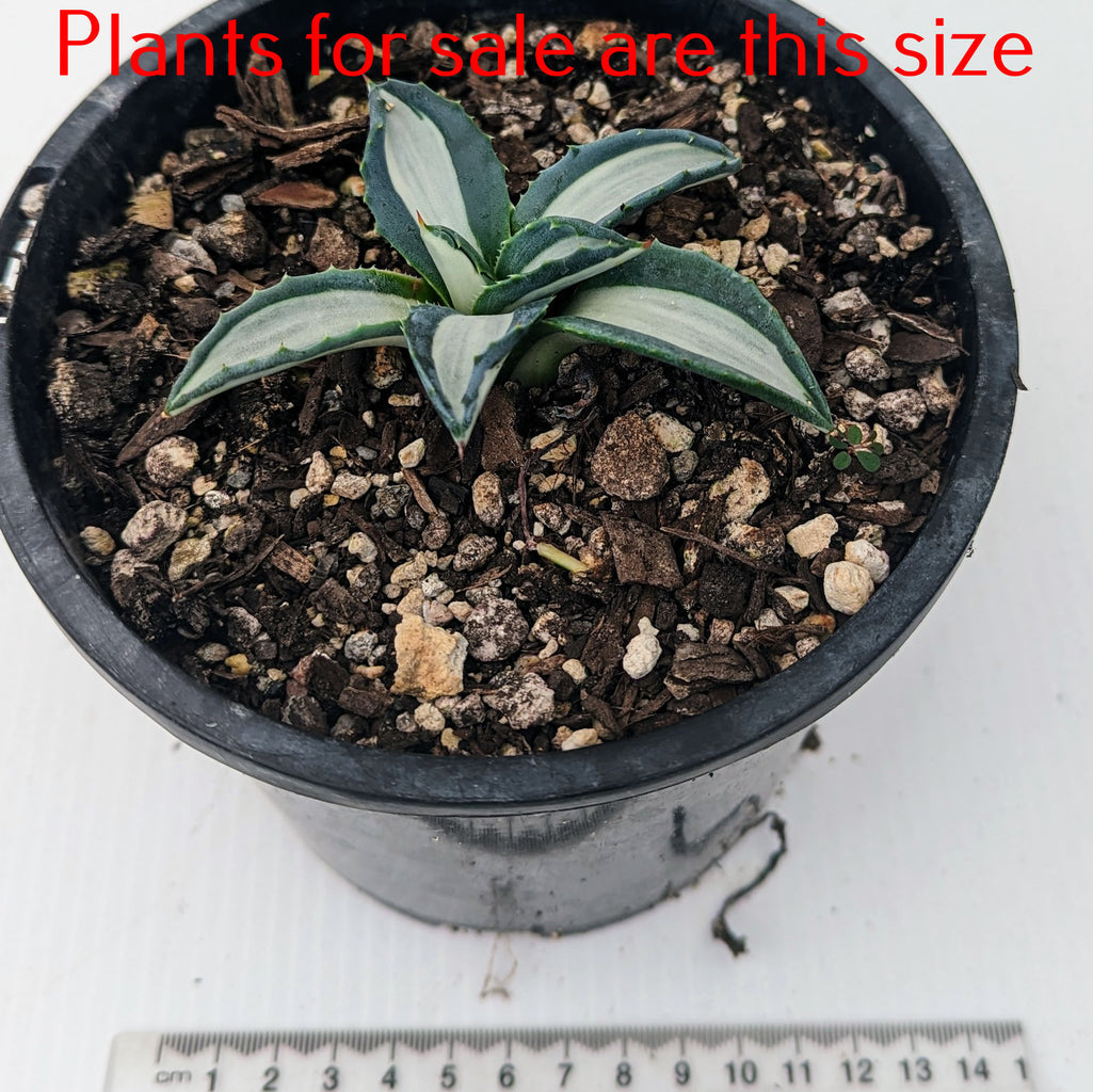 Agave Americana var. Mediopicta Alba | White-Striped Century Plant