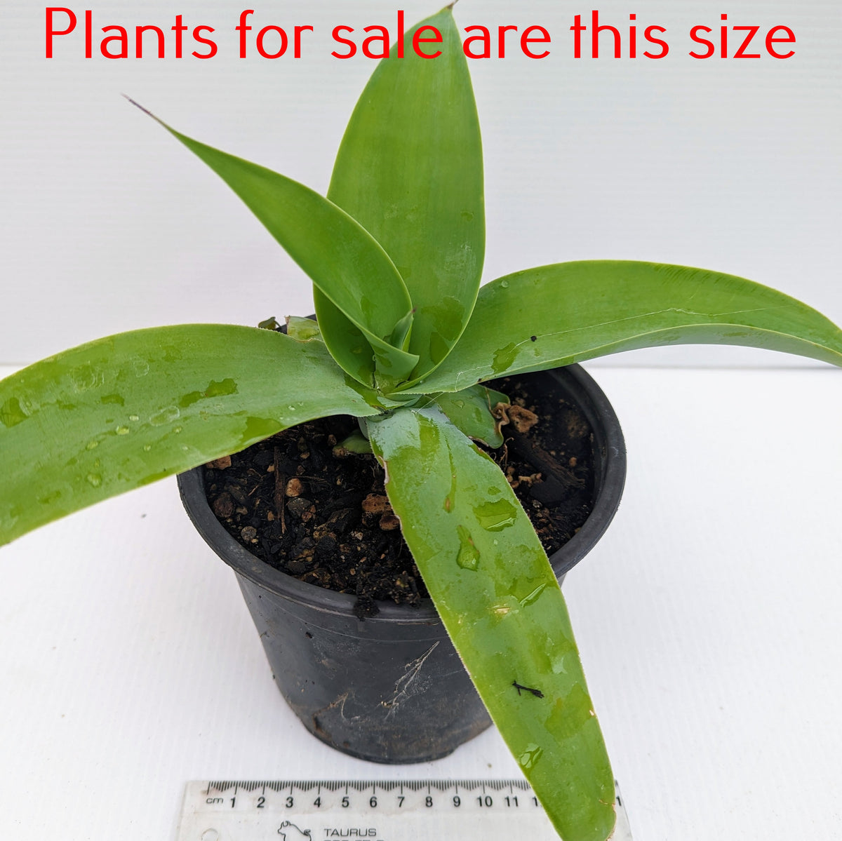 Agave Vilmoriniana | Octopus Agave