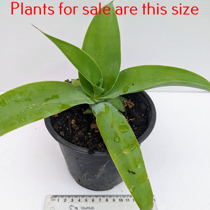 Agave Vilmoriniana | Octopus Agave