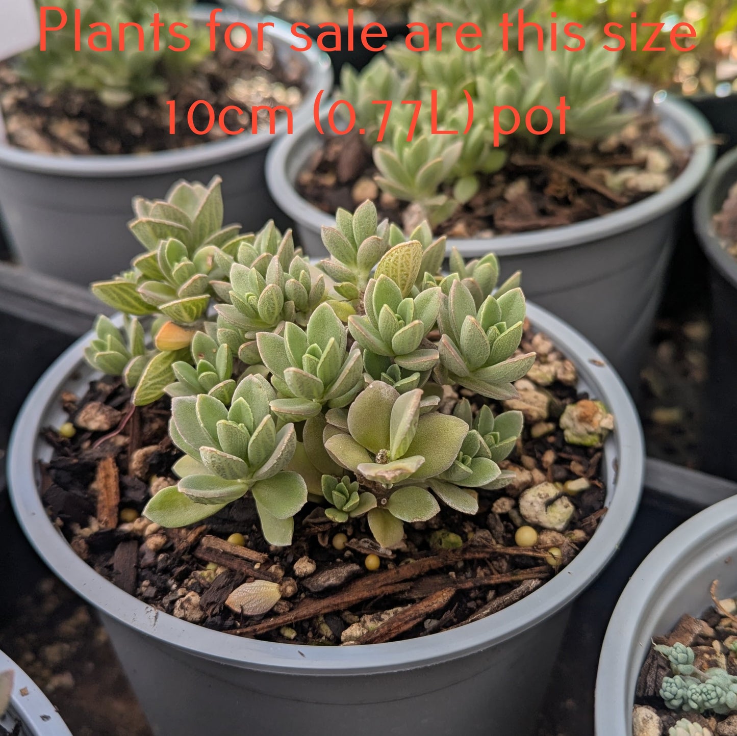 Sedum Cockerellii | Cockerell's Stonecrop