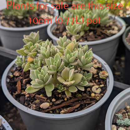 Sedum Cockerellii | Cockerell's Stonecrop